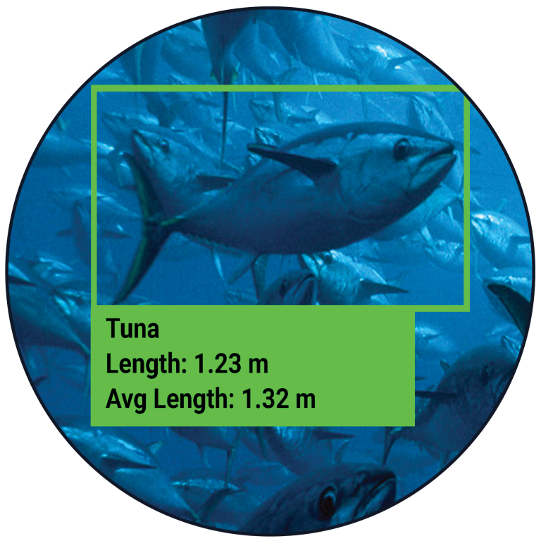Monitoring_Fish_Tuna_Cirlce - Numurus
